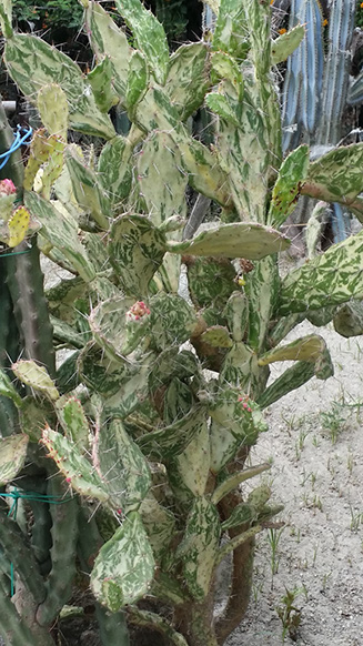 Opuntia Vulgaris Variegata