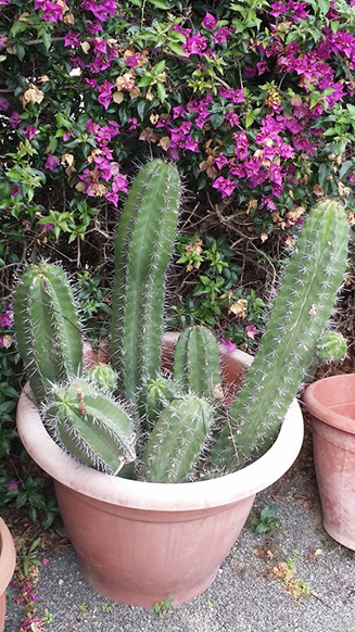 Polaskia chichipe