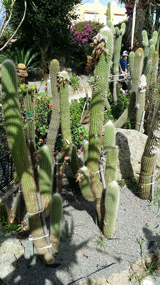 Cleistocactus sepium