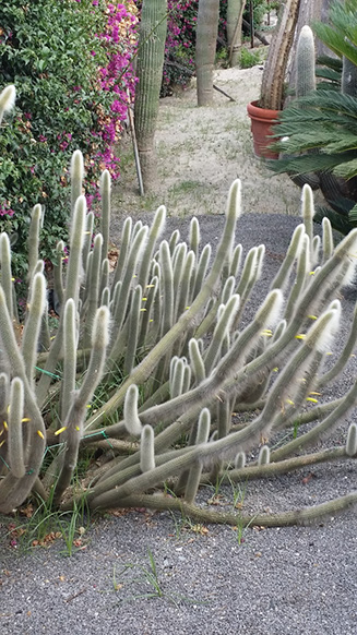 Cleistocactus strausii