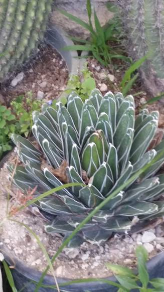AGAVE VICTORIAE-REGINAE