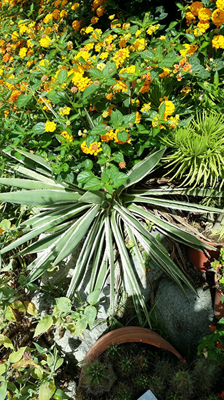 Agave angustifolia