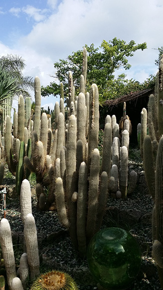 Espostoa lanata