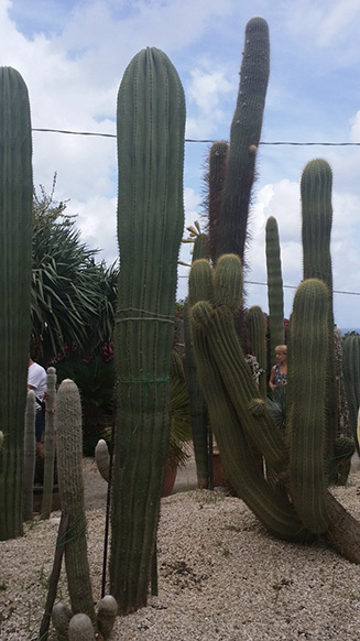 Pachycereus pringlei