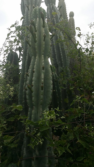 Cereus peruviano e  hildmannianus