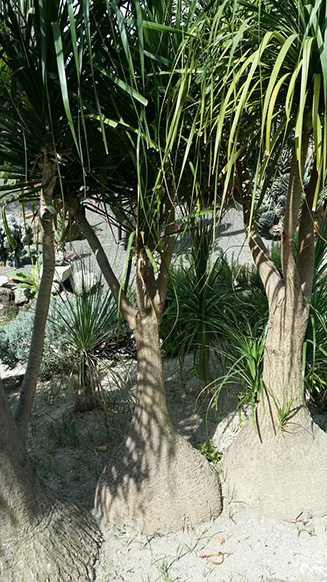 (recurvata del Nolina, recurvata di Beaucarnea