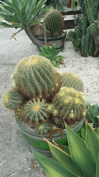 Ferocactus glaucescens
