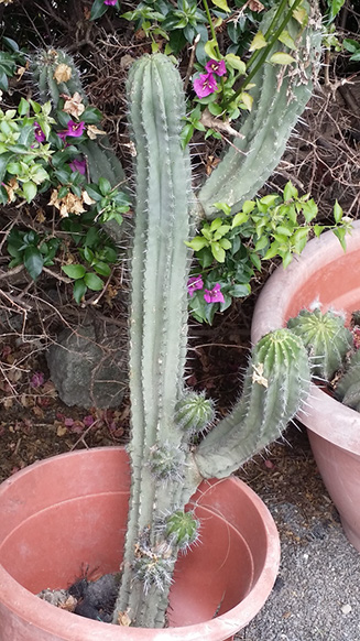 Polaskia chende
