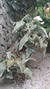 Kalanchoe beharensis