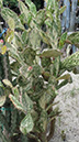 Opuntia Vulgaris Variegata