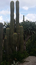 Trichocereus pasacana