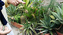 Aloe Varie