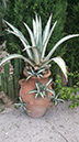 Agave americana 'medio-picta