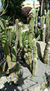 Cleistocactus sepium