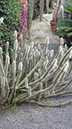 Cleistocactus strausii