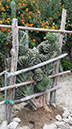 Cereus Peruviano mostruoso