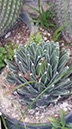 AGAVE VICTORIAE-REGINAE