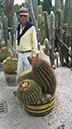 Ferocactus stainesii