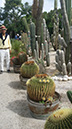 Echinocactus grusonii