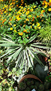 Agave angustifolia
