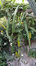 Hylocereus sp, Pitaya Dragon fruit