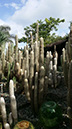 Espostoa lanata