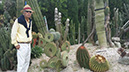 Opuntia robusta