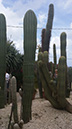 Pachycereus pringlei