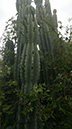 Cereus peruviano e  hildmannianus