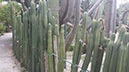 'Echinopsis pachanoi