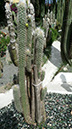 OREOCEREUS CELSIANUS 'TROLLII'