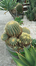 Ferocactus glaucescens