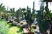 Ggiardino Botanico