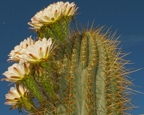 Ischia Botanischen Garten