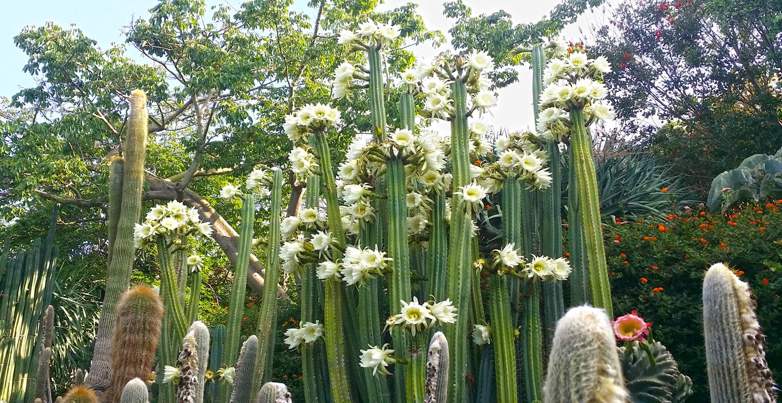 ischia, giardino, botanico, visita, guidata