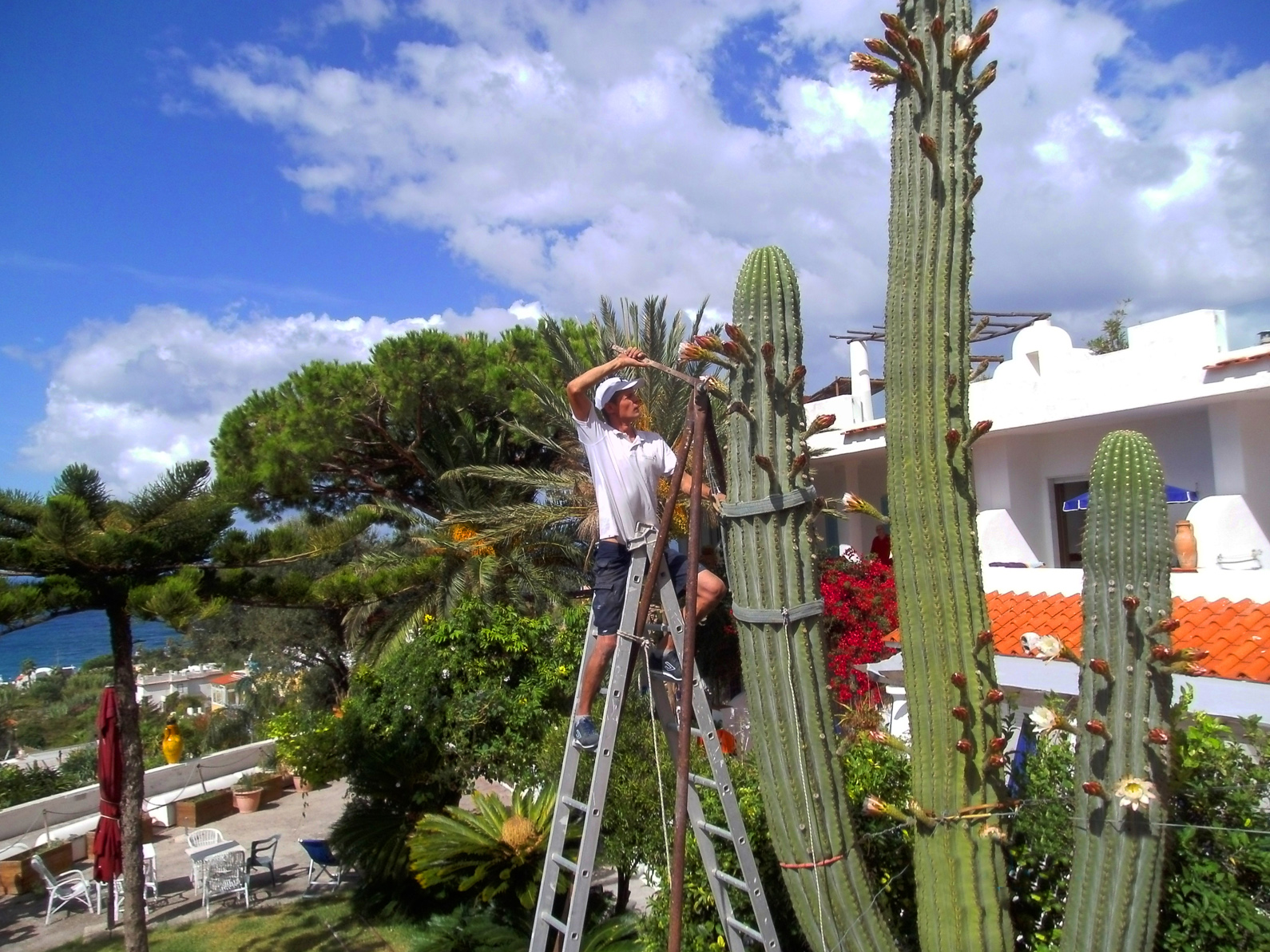 Ischia, Führungen, Garten, Öffnung, Zeiten, Kunst, Austellung