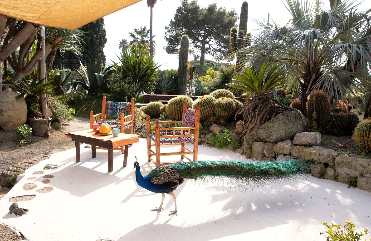 bistrot, ravino, forio, bar, garten, cactus