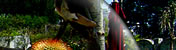 giardino botanico ischia