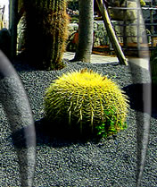 giardino botanico ischia