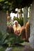 ischia